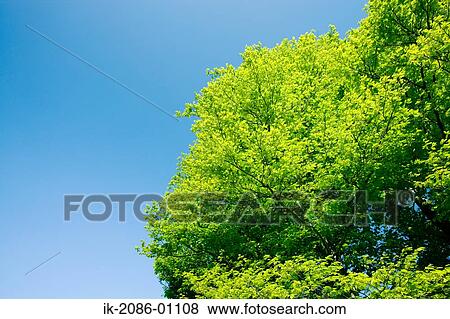 Stock Photo - Tree against Blue Sky. Fotosearch