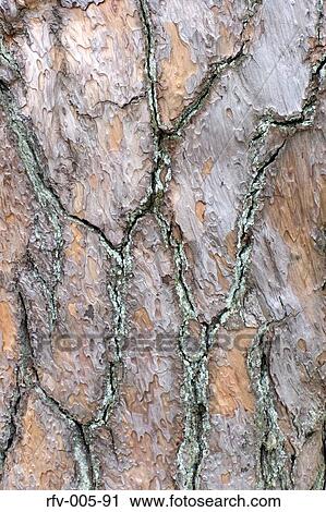 Tree Bark View Large Photo Image Stock Image - Tree Bark. Fotosearch