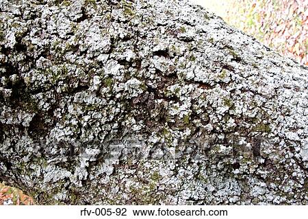 Tree Bark View Large Photo Image Stock Image - Tree Bark. Fotosearch