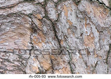 Tree Bark View Large Photo Image Stock Image - Tree Bark. Fotosearch