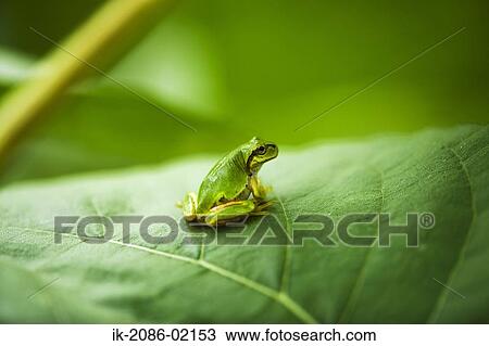 Tree frog sitting on green leaf View Large Photo Image Stock Image - Tree frog sitting on green leaf. Fotosearch