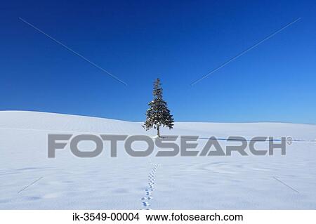 Tree in snowfield against blue sky View Large Photo Image Picture - Tree in snowfield against blue sky. Fotosearch