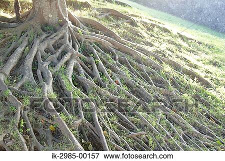 Tree Roots on Ground Okinawa Prefecture, Japan View Large Photo Image Stock Photo - Tree Roots on Ground Okinawa Prefecture, Japan. Fotosearch