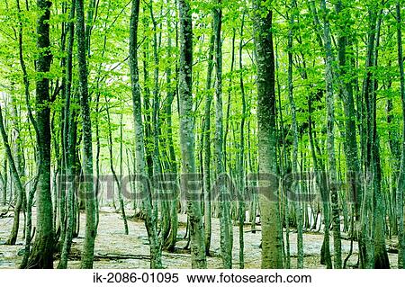 Tree Trunks View Large Photo Image Stock Photography - Tree Trunks. Fotosearch