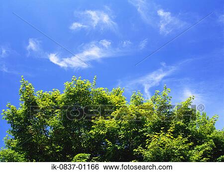 Trees against blue sky View Large Photo Image Stock Photograph - Trees against blue sky. Fotosearch