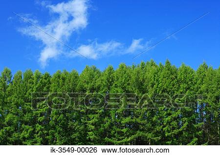Stock Photograph - Trees against blue sky. Fotosearch