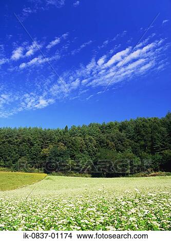 Trees and flowers blooming in countryside View Large Photo Image Picture - Trees and flowers blooming in countryside. Fotosearch