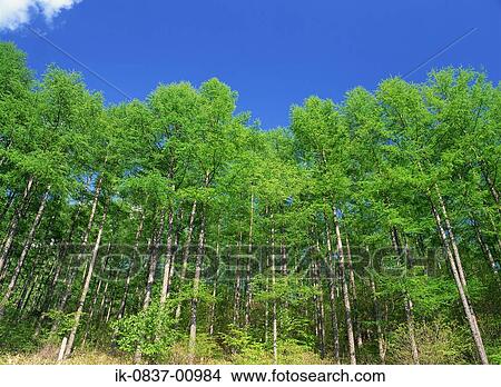 Trees Growing in Forest at Komoro-Shi in Nagano Prefecture View Large Photo Image Picture - Trees Growing in Forest at Komoro-Shi in Nagano Prefecture. Fotosearch