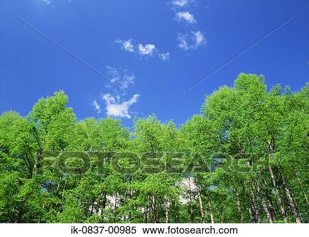 Trees Growing in Forest at Komoro-Shi in Nagano Prefecture View Large Photo Image Stock Photography - Trees Growing in Forest at Komoro-Shi in Nagano Prefecture. Fotosearch