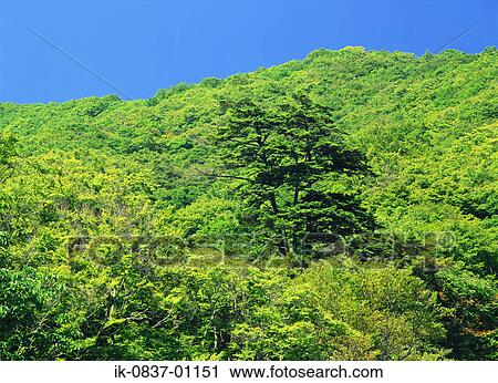 Trees growing in forest View Large Photo Image Stock Image - Trees growing in forest. Fotosearch