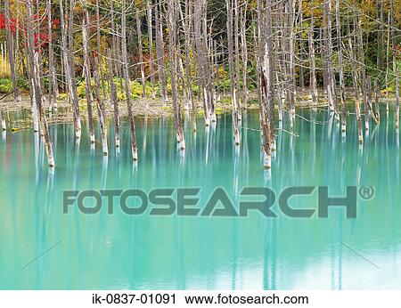 Trees submerged in sea water View Large Photo Image Stock Image - Trees submerged in sea water. Fotosearch