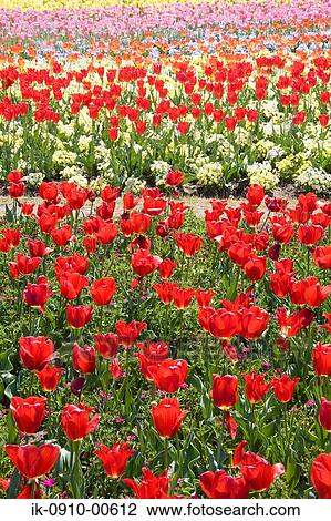 Tulip Flowers Growing in Field View Large Photo Image Stock Image - Tulip Flowers Growing in Field. Fotosearch