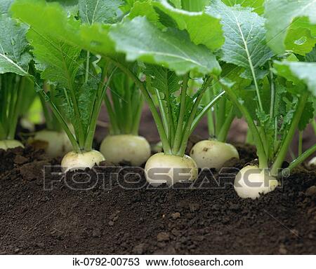 Stock Image - Turnip Inside Soil. Fotosearch