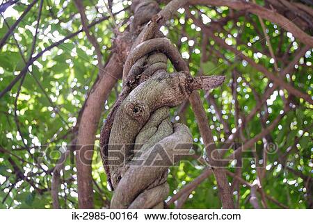 Twisted Tree at Hyogo Prefecture, Japan View Large Photo Image Picture - Twisted Tree at Hyogo Prefecture, Japan. Fotosearch