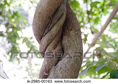 Twisted Tree at Hyogo Prefecture, Japan View Large Photo Image Stock Image - Twisted Tree at Hyogo Prefecture, Japan. Fotosearch