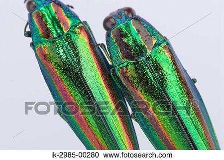 Stock Image - Two Jewel Beetles. Fotosearch
