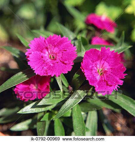 Two Pink Flowers Blooming View Large Photo Image Stock Photo - Two Pink Flowers Blooming. Fotosearch