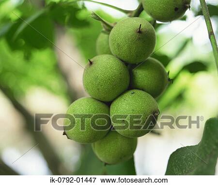 Unripe Fruits of Manchurian Walnut View Large Photo Image Stock Photo - Unripe Fruits of Manchurian Walnut. Fotosearch