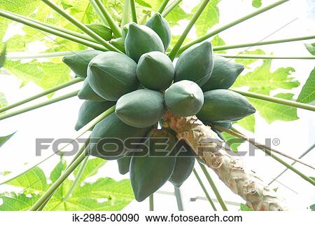 Stock Image - Unripe Papaya on Tree at Japan, Okinawa Prefecture. Fotosearch