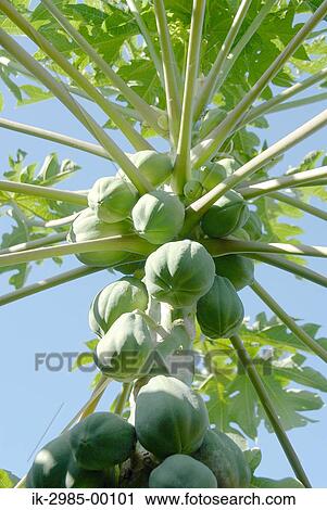 Stock Image - Unripe Papaya on Tree at Japan, Okinawa Prefecture. Fotosearch