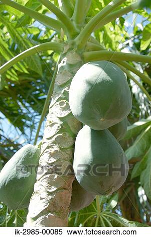 Stock Photography - Unripe Papaya on Tree at Japan, Okinawa Prefecture. Fotosearch