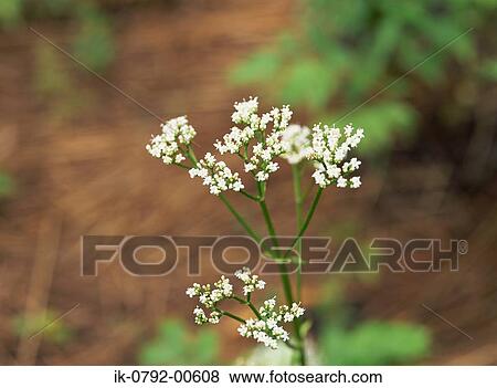 Stock Photo - Valerian Plant Blooming with White Flowers. Fotosearch