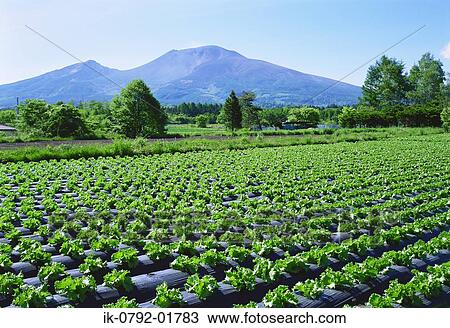 Vegetables Growing in Field View Large Photo Image Stock Image - Vegetables Growing in Field. Fotosearch
