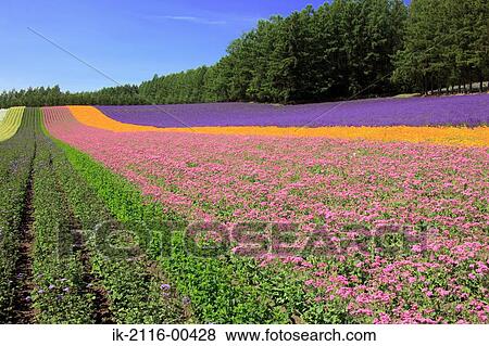 Vibrant flowers blooming in a field View Large Photo Image Stock Photo - Vibrant flowers blooming in a field. Fotosearch