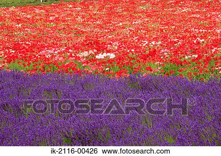 Vibrant flowers blooming in a field View Large Photo Image Stock Photograph - Vibrant flowers blooming in a field. Fotosearch