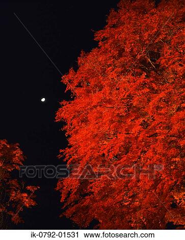 Stock Image - View of Autumnal Red Leaves in Night, Yamaguchi. Fotosearch