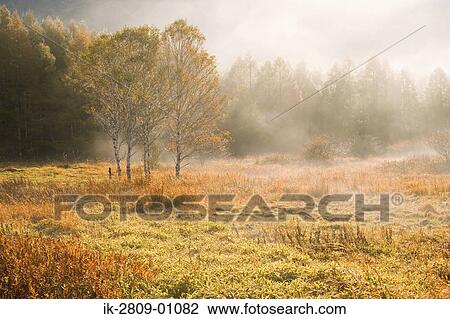 View of Autumnal Tree View Large Photo Image Stock Image - View of Autumnal Tree. Fotosearch