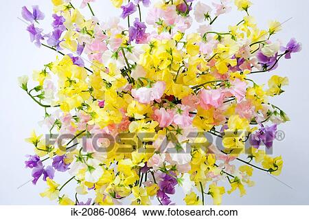 View of Blooming Colorful Sweet Pea View Large Photo Image Picture - View of Blooming Colorful Sweet Pea. Fotosearch
