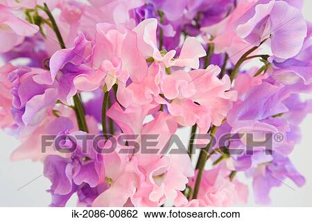 Stock Image - View of Blooming Colorful Sweet Pea. Fotosearch