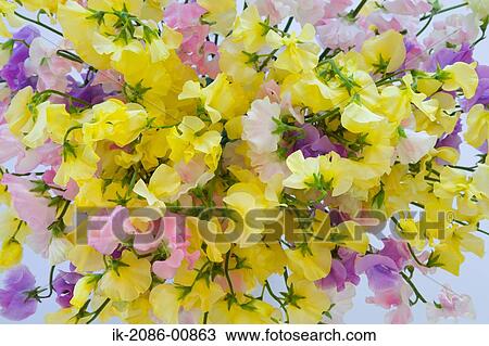 Stock Image - View of Blooming Colorful Sweet Pea. Fotosearch