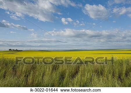View of Field in Alberta, Canada View Large Photo Image Picture - View of Field in Alberta, Canada. Fotosearch