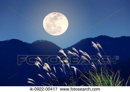 View of Full Moon and Pampas Grass in Night View Large Photo Image Stock Photo - View of Full Moon and Pampas Grass in Night . Fotosearch