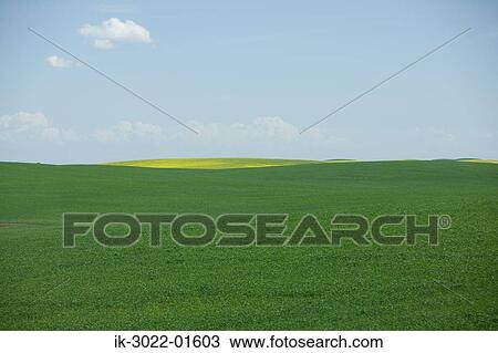 View of Green Prairie Field in Alberta, Canada View Large Photo Image Stock Image - View of Green Prairie Field in Alberta, Canada. Fotosearch