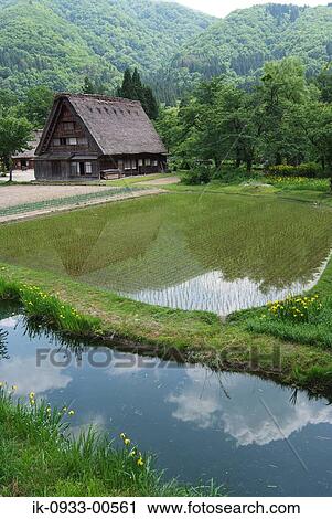 View of Japanese Style Home with Rice Paddy in Shirakawa in Japan, Gifu Prefecture View Large Photo Image Stock Image - View of Japanese Style Home with Rice Paddy in Shirakawa in Japan, Gifu Prefecture. Fotosearch