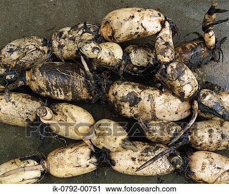 View of Lotus Root View Large Photo Image Stock Image - View of Lotus Root. Fotosearch