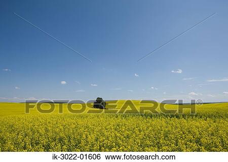 View of Mustard Field in Alberta, Canada View Large Photo Image Stock Photograph - View of Mustard Field in Alberta, Canada. Fotosearch