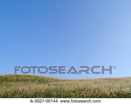View of Pampas Grass against Blue Sky View Large Photo Image Picture - View of Pampas Grass against Blue Sky. Fotosearch
