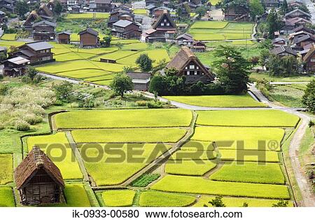 View of Rice Field and Japanese Traditional House View Large Photo Image Stock Image - View of Rice Field and Japanese Traditional House. Fotosearch