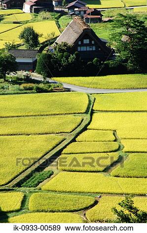 View of Rice Field and Japanese Traditional Houses View Large Photo Image Stock Photo - View of Rice Field and Japanese Traditional Houses. Fotosearch