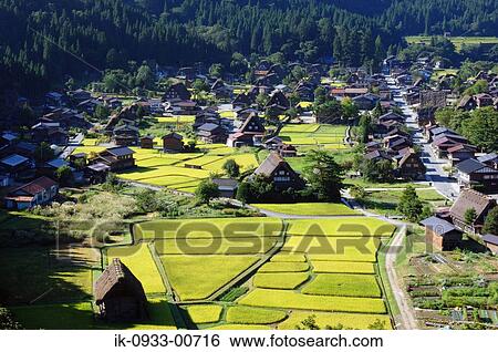 View of Rice Field and Japanese Traditional House View Large Photo Image Stock Photograph - View of Rice Field and Japanese Traditional House. Fotosearch