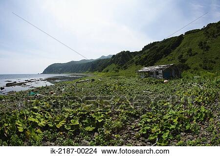 Picture - View of Shiretoko Cape with Hut in Japan. Fotosearch