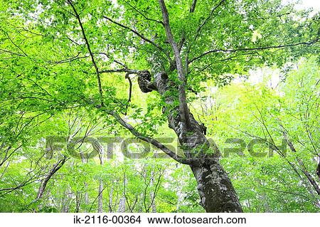 Picture - View of Tree and Branches in Aomori Prefecture, Japan. Fotosearch
