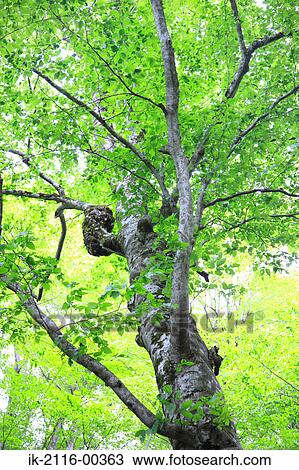 Stock Image - View of Tree and Branches in Aomori Prefecture, Japan. Fotosearch