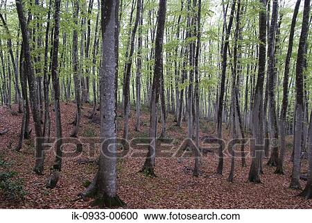 View of Tree Trunk in Forest View Large Photo Image Stock Image - View of Tree Trunk in Forest. Fotosearch