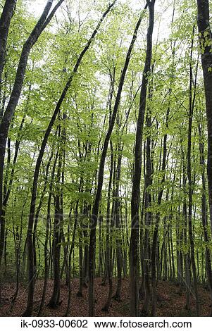 View of Tree Trunk in Forest View Large Photo Image Stock Image - View of Tree Trunk in Forest. Fotosearch
