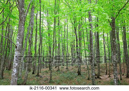 View of Tree Trunk in Forest View Large Photo Image Stock Image - View of Tree Trunk in Forest. Fotosearch